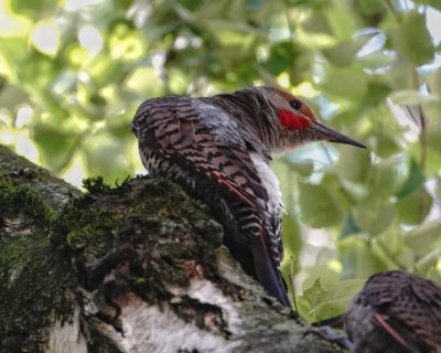 Northern Flicker