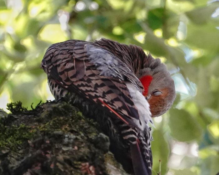 Northern Flicker