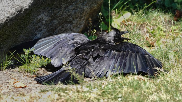 Sunning crow