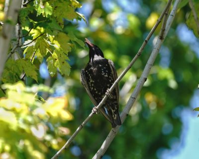 Starling