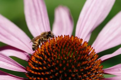 Bee on a flower