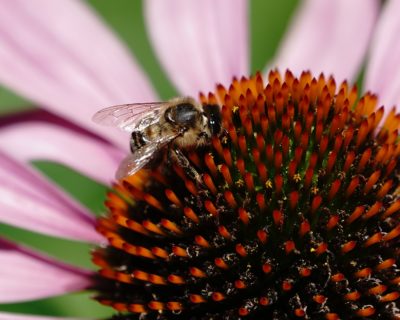 Bee on flower