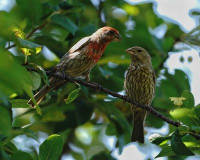 Two House Finches