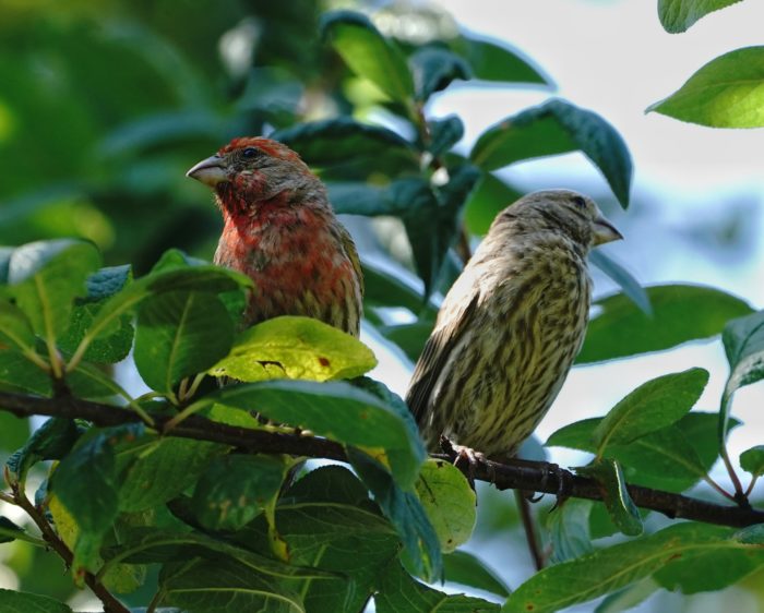 Two House Finches