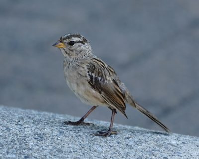 Immature White-crowned Sparrow