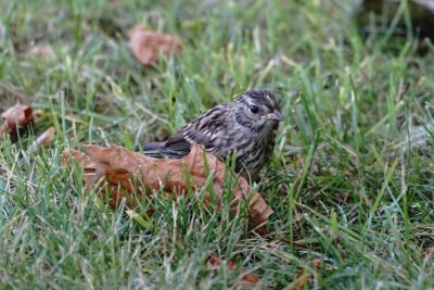 Immature White-crowned Sparrow