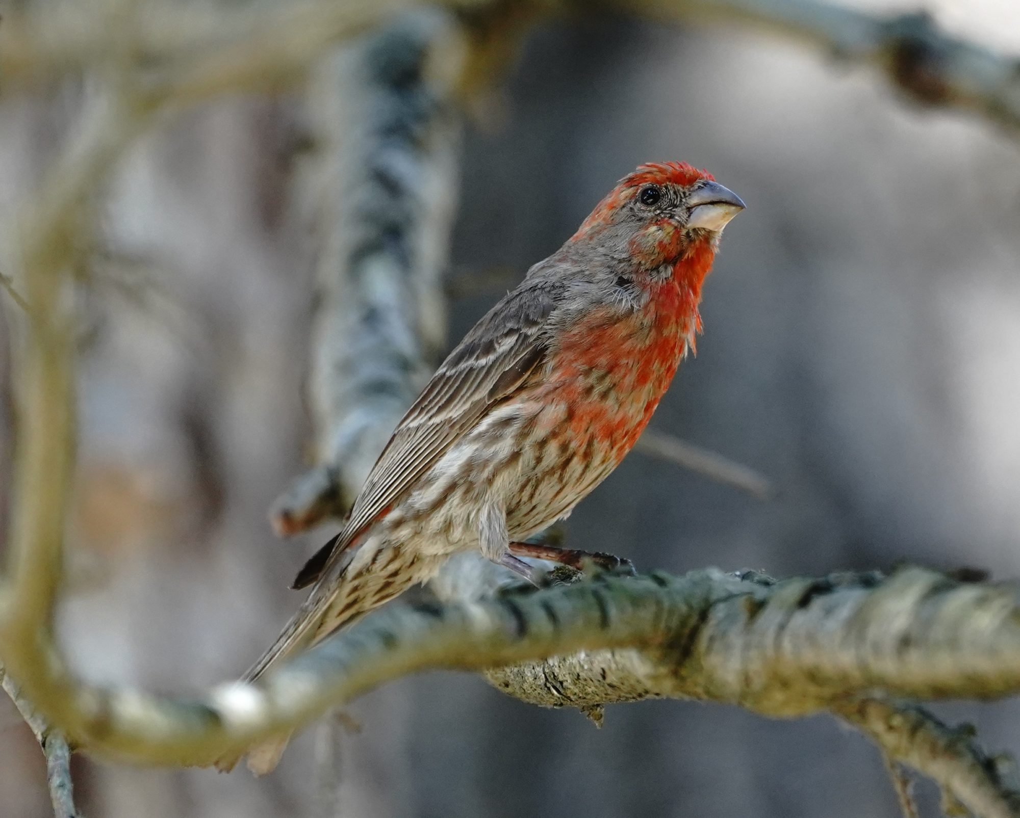 House Finch