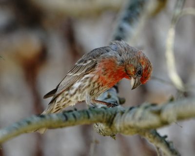 House Finch