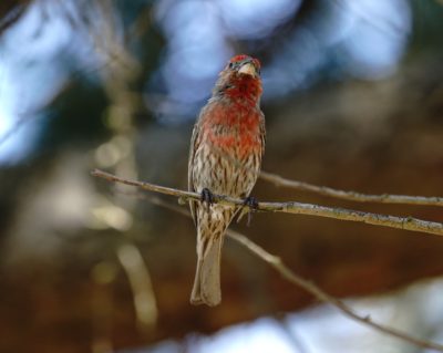 House Finch