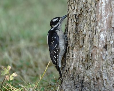 Hairy Woodpecker