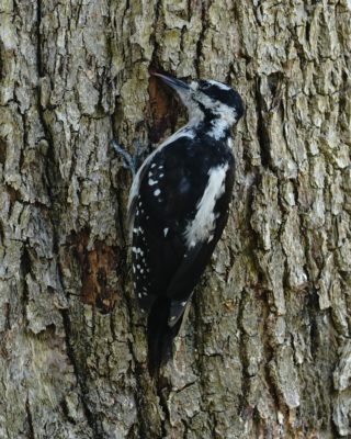 Hairy Woodpecker