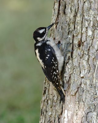 Hairy Woodpecker