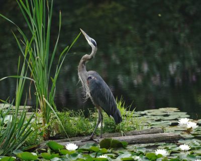 Great Blue Heron