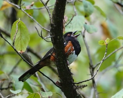 Spotted Towhee