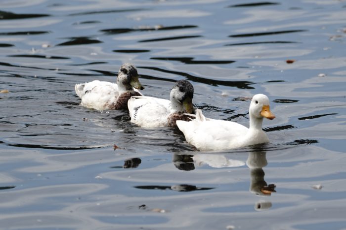 Three ducks