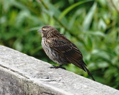 Red-winged Blackbird