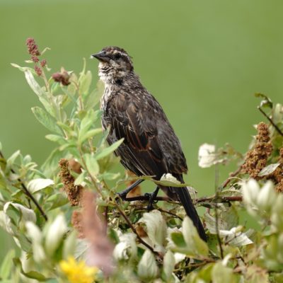 Red-winged Blackbird