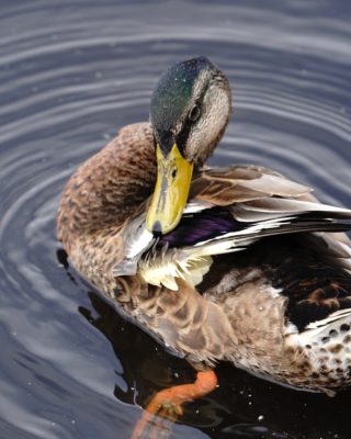 Mallard duck