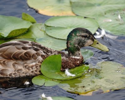 Mallard duck