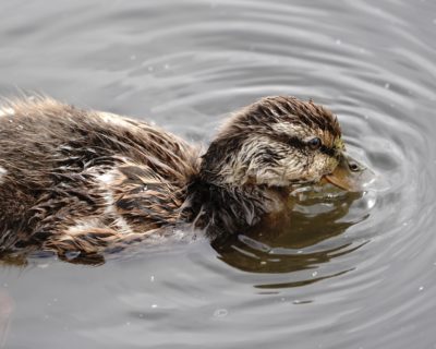 Mallard duckling