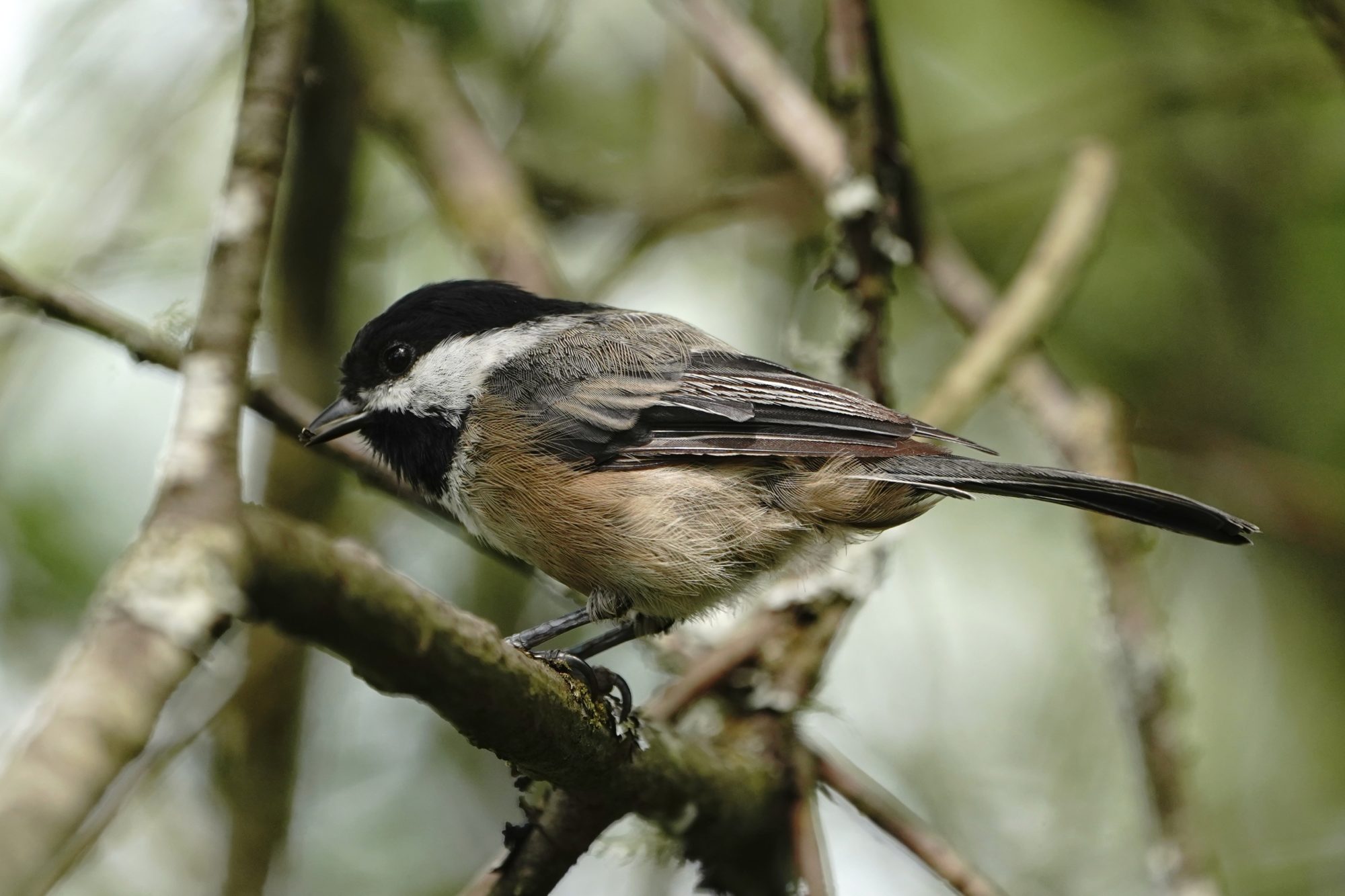 Black-capped Chickadee