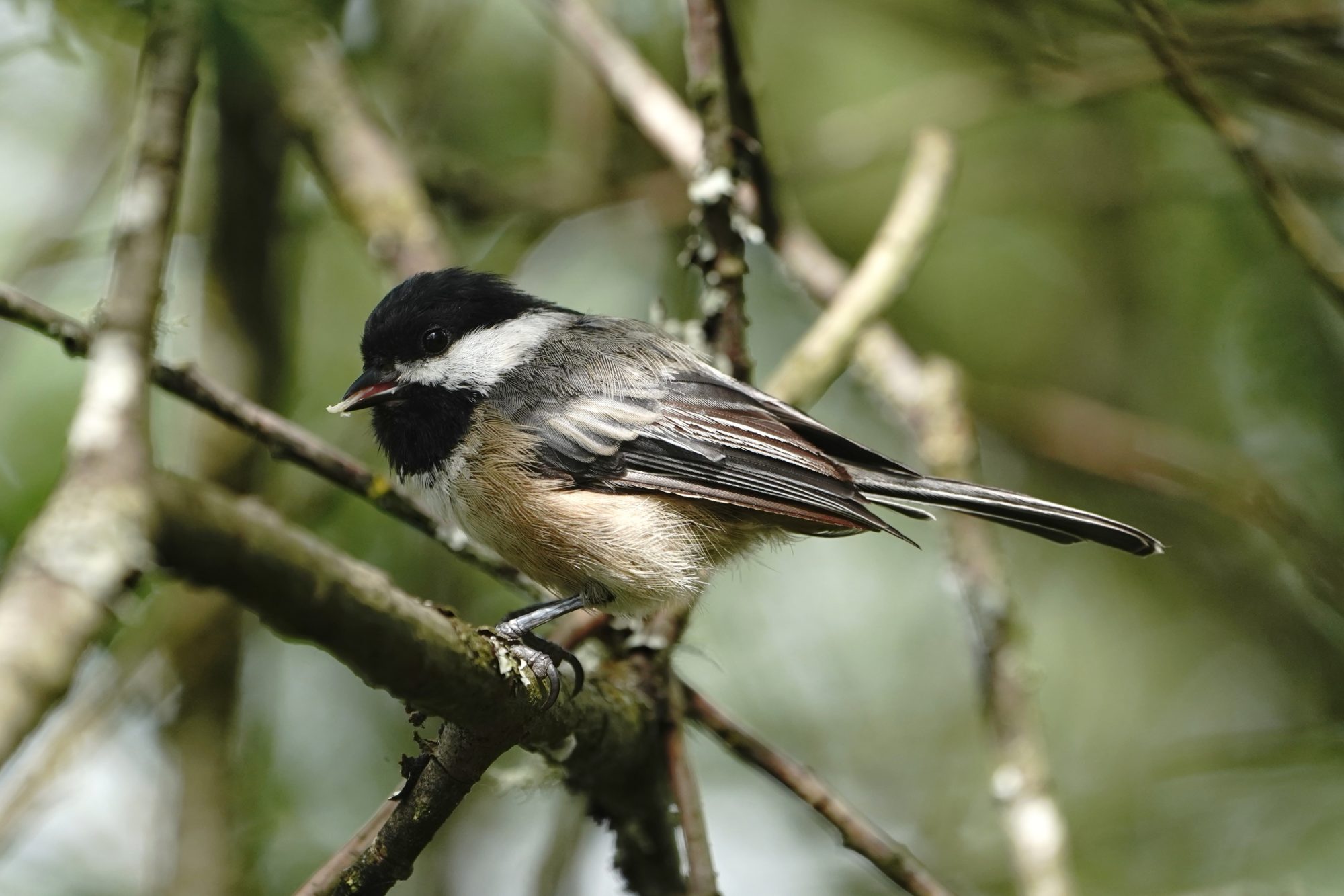 Black-capped Chickadee