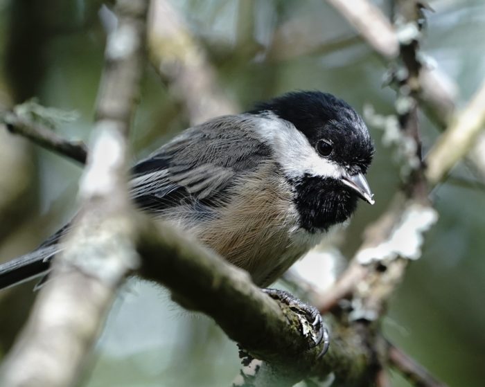 Black-capped Chickadee