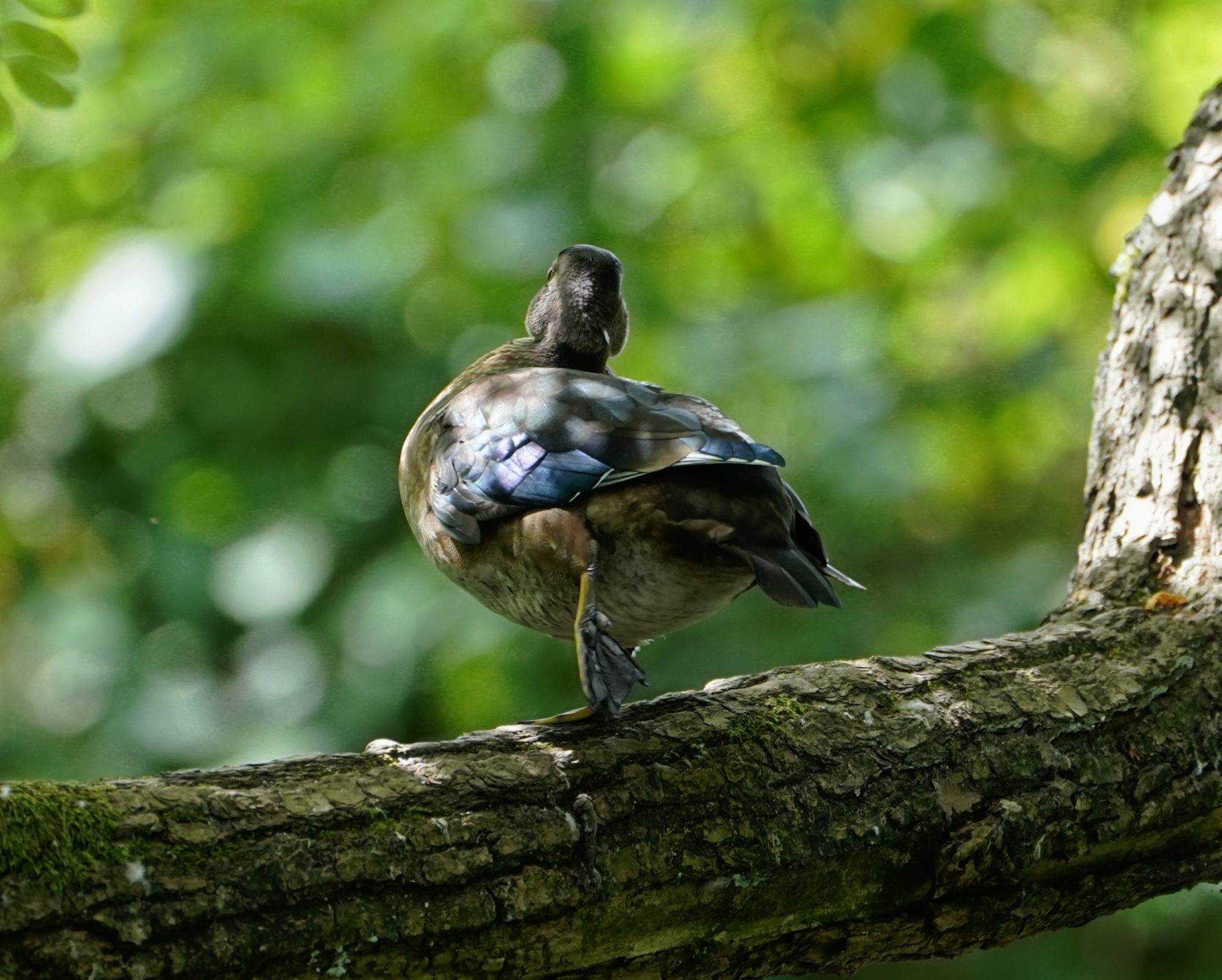 Wood Duck