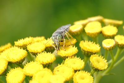 Hoverfly