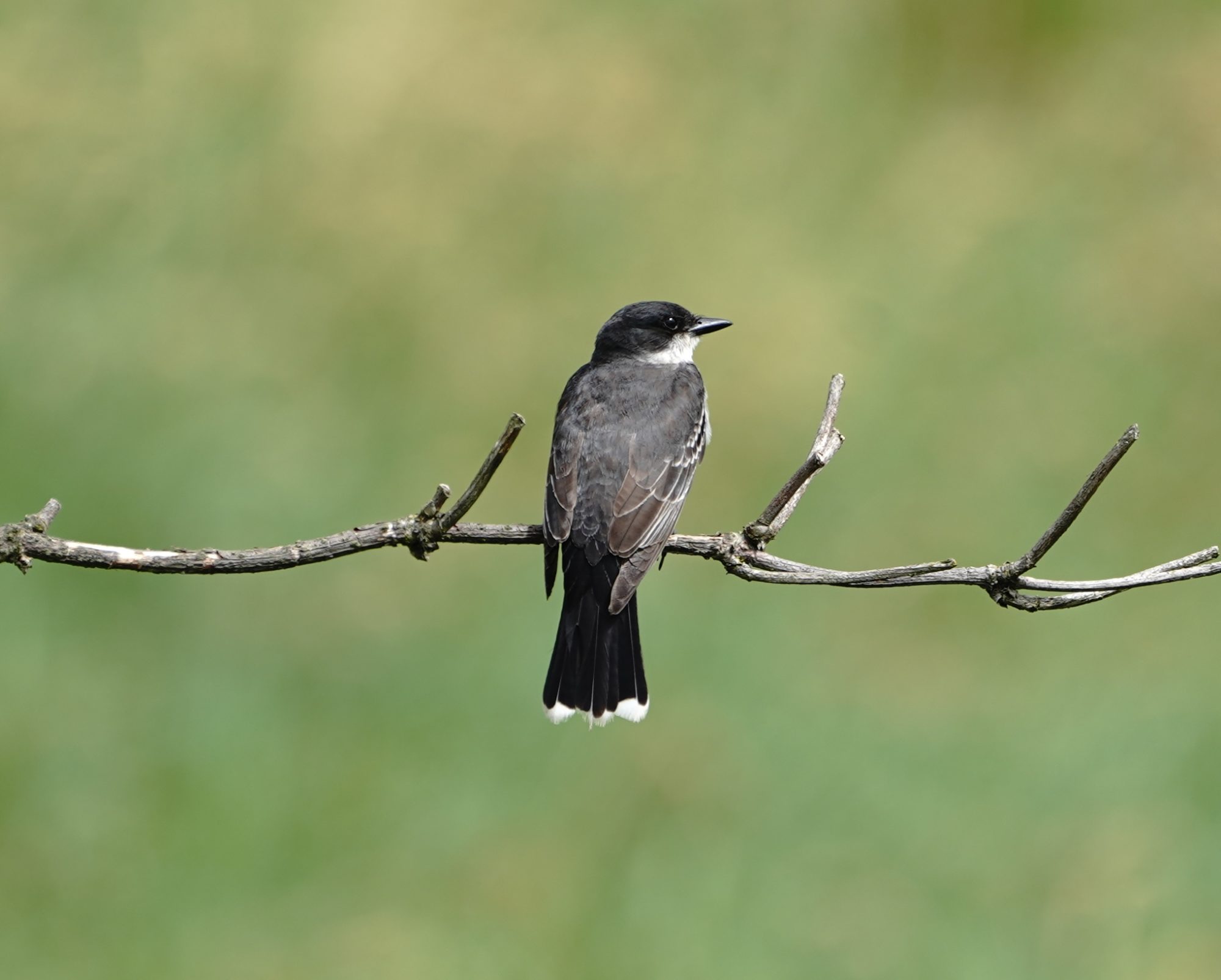 Eastern Kingbird