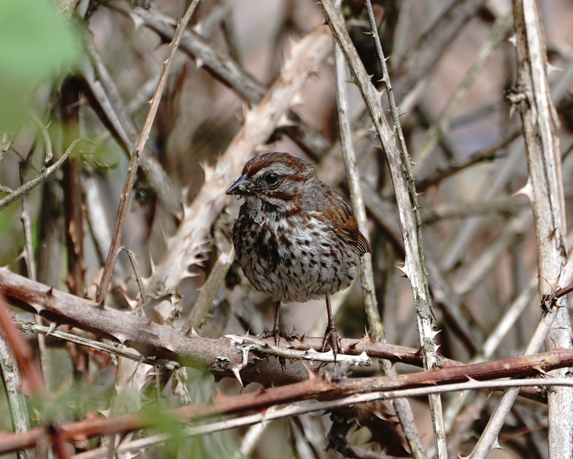 Song Sparrow