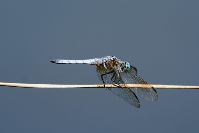 Blue Dasher dragonfly