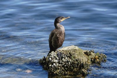 Double-crested Cormorant