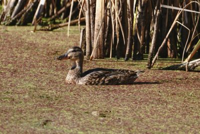 Mallard duck