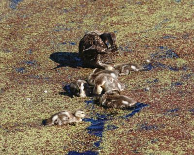 Gadwall female and ducklings