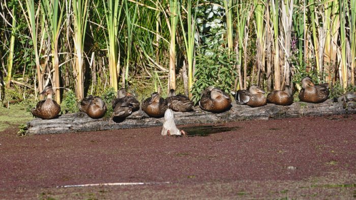 Mallard ducks on a log