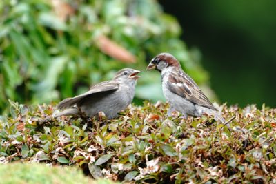 House Sparrows