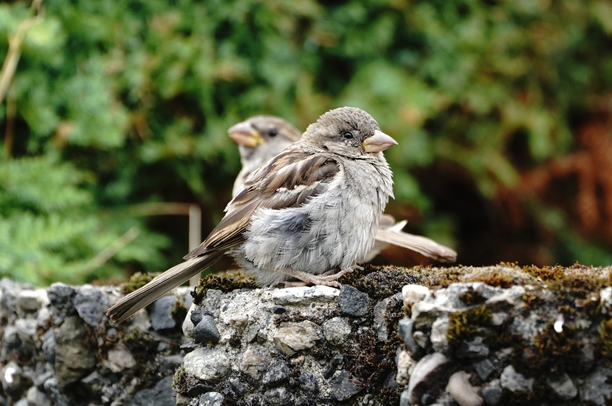 Two immature House Sparrows
