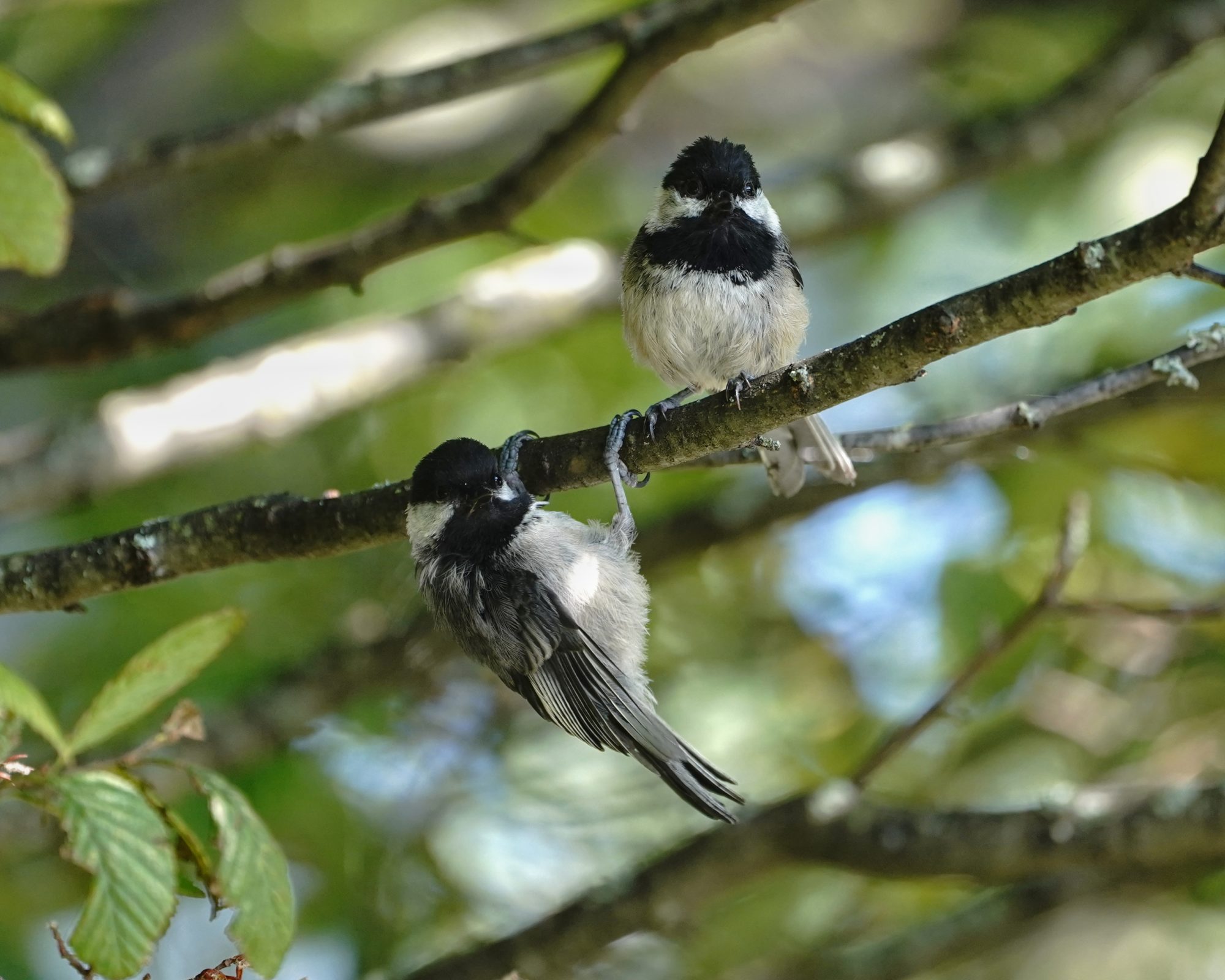 Two Black-capped Chickadees