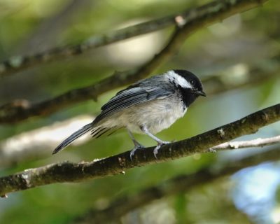 Black-capped Chickadee