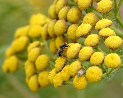 Bee on tansies