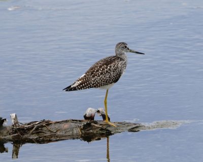 Greater Yellowlegs