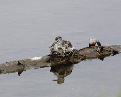 Greater Yellowlegs sitting