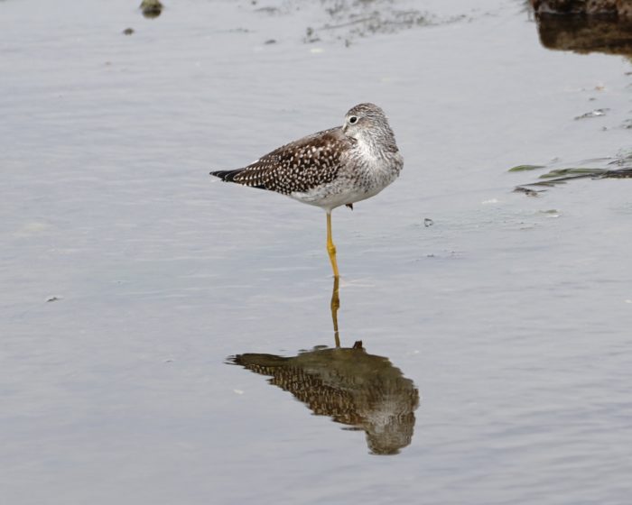 Greater Yellowlegs