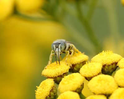 Hoverfly