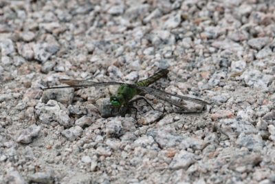 Green dragonfly