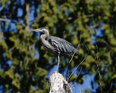 Great Blue Heron