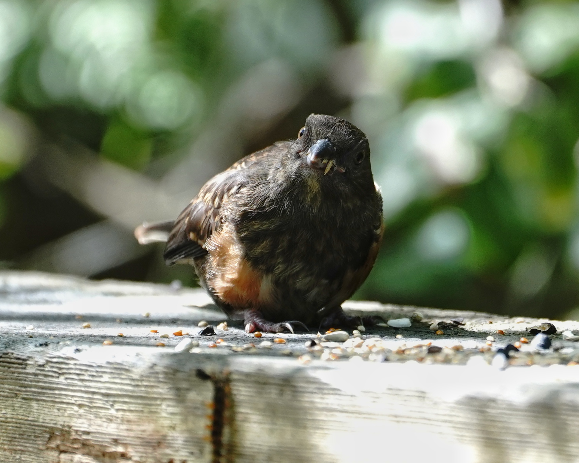 Spotted Towhee