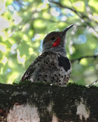 Northern Flicker