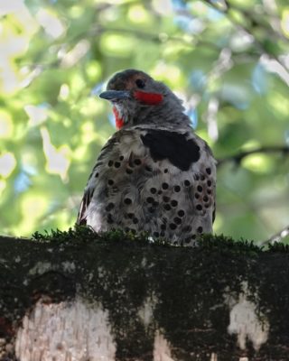 Northern Flicker